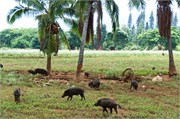 Nawiliwili59