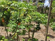 PagoPago36