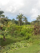 SuvaVituLevu8