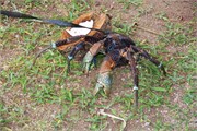 Niue_36