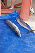 Niue_40