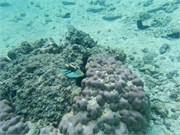 Rarotonga_15
