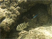 Rarotonga_18
