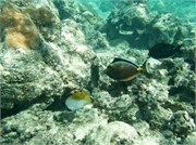 Rarotonga_21