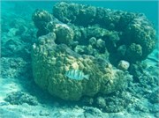 Rarotonga_26