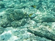 Rarotonga_30