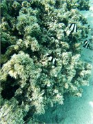 Rarotonga_35