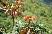 Rarotonga_70