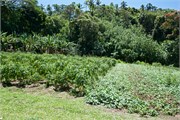 Rarotonga_78