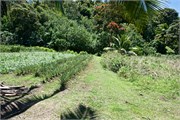 Rarotonga_80