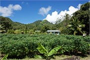Rarotonga_85