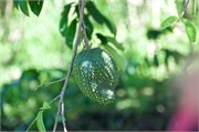 Rarotonga_86
