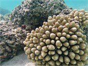 Rarotonga_9