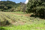 Rarotonga_93