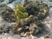 Rarotonga_12