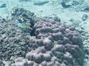 Rarotonga_14