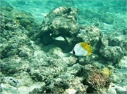 Rarotonga_22