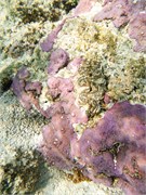 Rarotonga_23