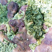 Rarotonga_24