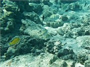 Rarotonga_25