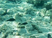 Rarotonga_27