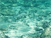 Rarotonga_28