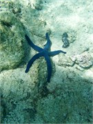 Rarotonga_29