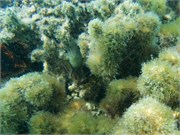 Rarotonga_33