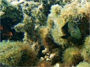 Rarotonga_34