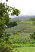 Moorea-30