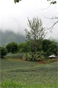Moorea-33