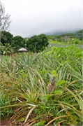 Moorea-35