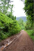 Moorea-47