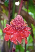 Moorea-66