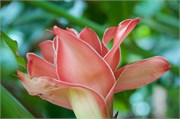 Moorea-67