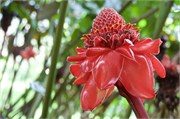 Moorea-69