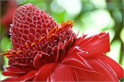 Moorea-70
