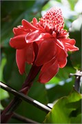Moorea-71