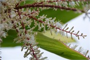 Moorea-73
