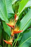 Moorea-74