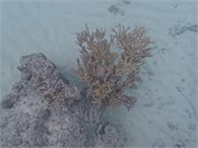 Rangiroa10