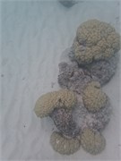 Rangiroa11