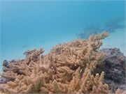 Rangiroa14