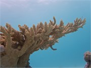 Rangiroa15