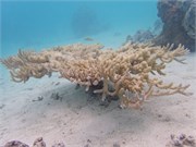 Rangiroa19