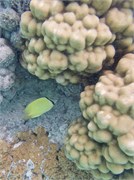 Rangiroa23
