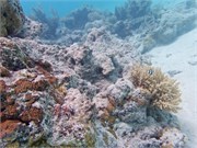 Rangiroa28