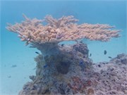 Rangiroa12