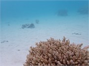 Rangiroa13