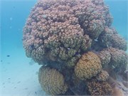 Rangiroa16